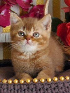 Новый проект (1)