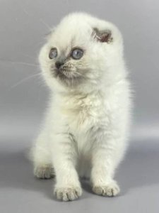 Новый проект (1)