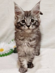 Новый проект (1)