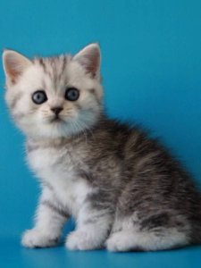 Новый проект (1)