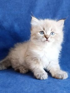 Новый проект (1)