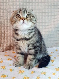 Новый проект (1)