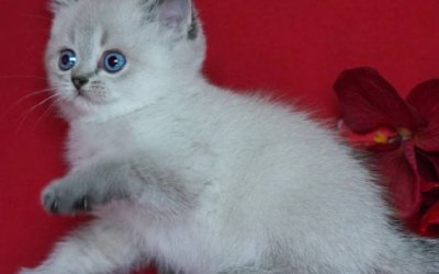 Simba