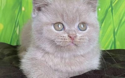 Filipp