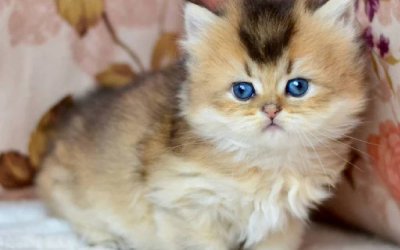 Fluffy