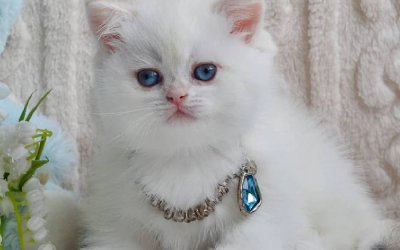 Zaya