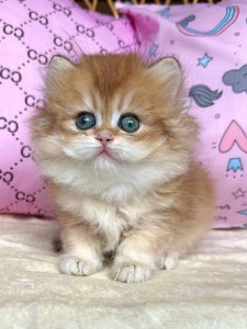 Новый проект (2)