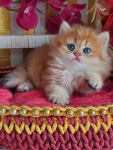 Новый проект (2)