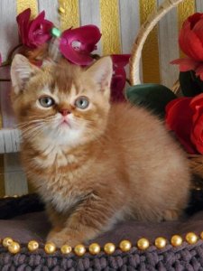 Новый проект (2)