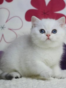 Новый проект (2)