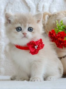 Новый проект (2)