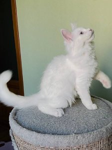 Новый проект (2)