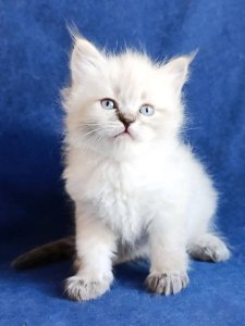 Новый проект (2)