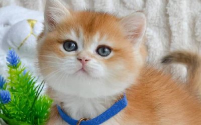 Zumi