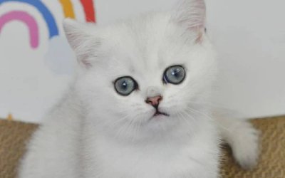 Blanca
