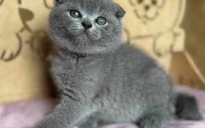 Zakhar