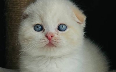 Zorro