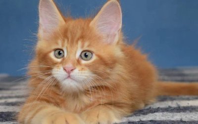 Felix
