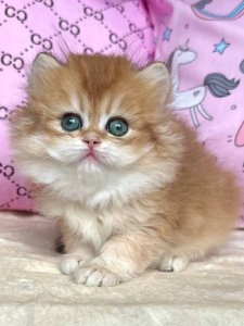 Новый проект (3)