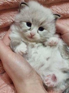 Новый проект (3)