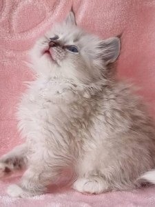 Новый проект (3)