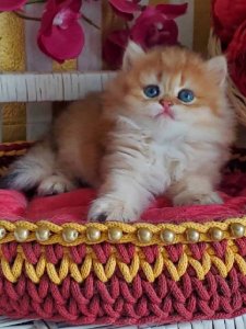 Новый проект (3)