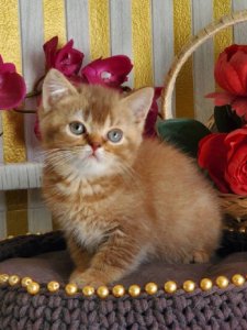 Новый проект (3)