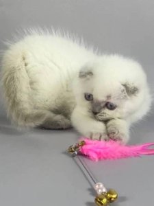 Новый проект (3)