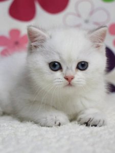 Новый проект (3)