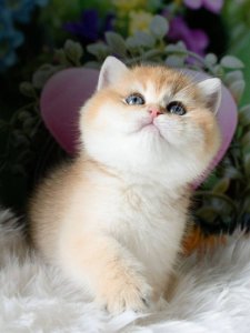 Новый проект (3)