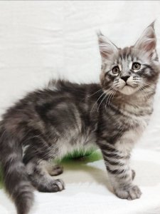 Новый проект (3)