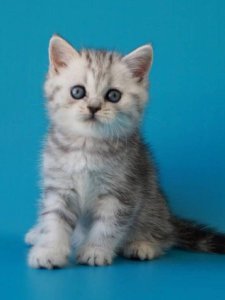 Новый проект (3)