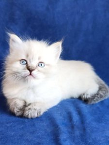 Новый проект (3)