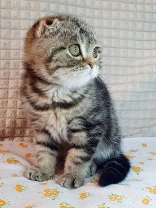 Новый проект (4)