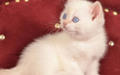 Infant