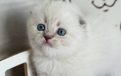 Matilda