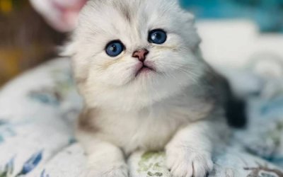 Leonardo