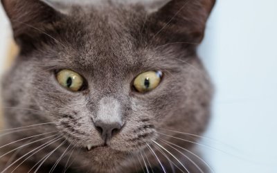Best Cat Puns for Posts, Captions & More