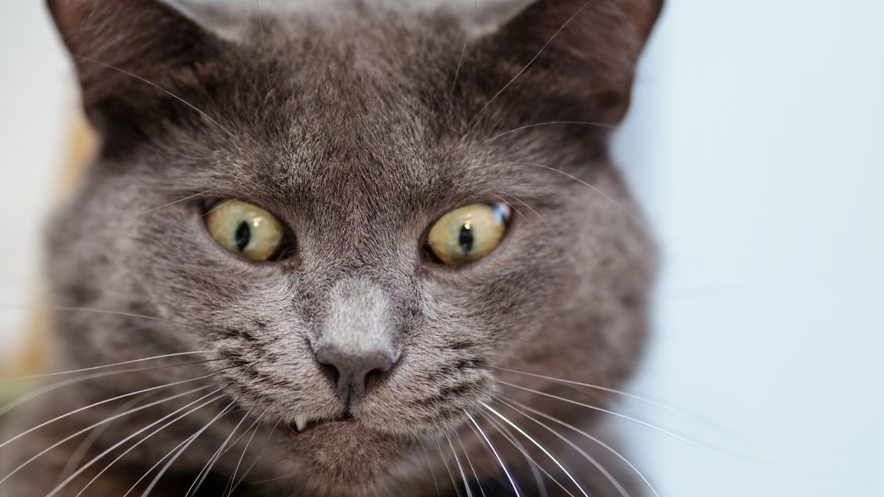 Best Cat Puns for Posts, Captions & More