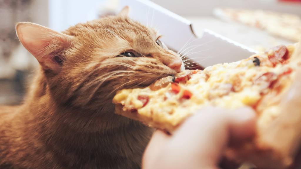 Birthday fun for cats