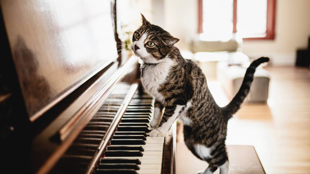 Birthday plans for cats
