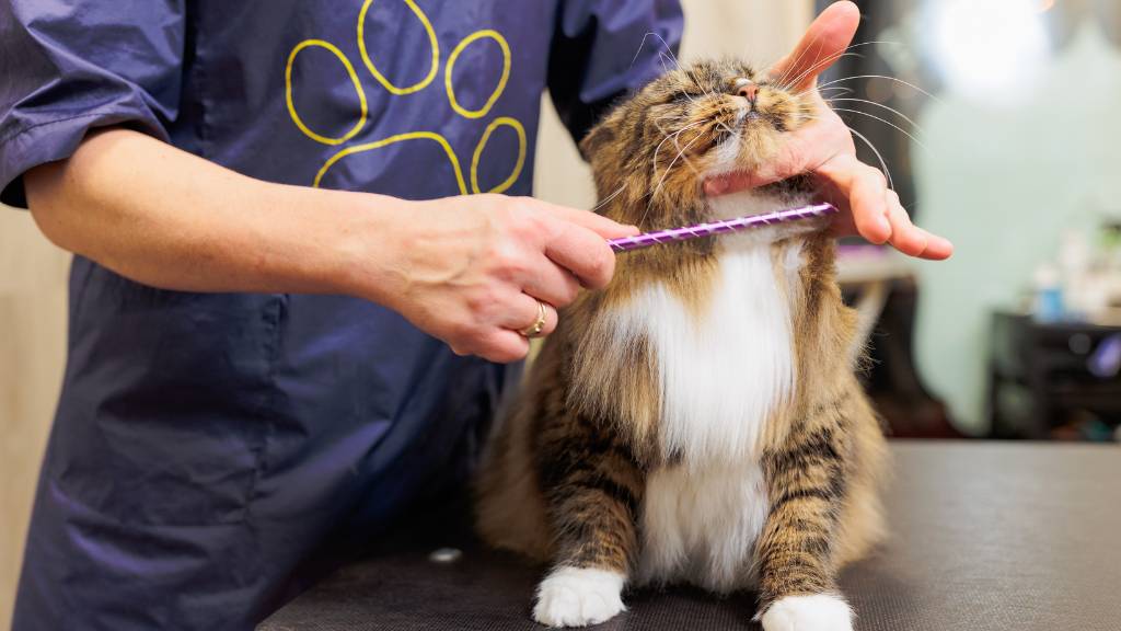 Cat birthday inspo