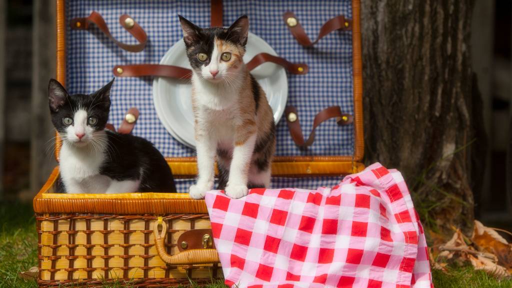 Cat birthday tips