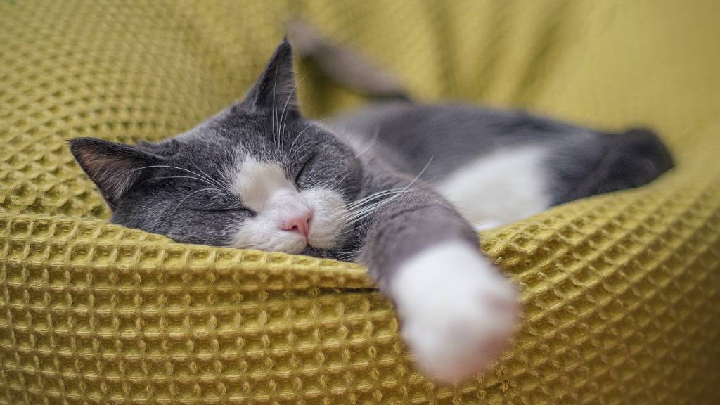 Cat celebration ideas