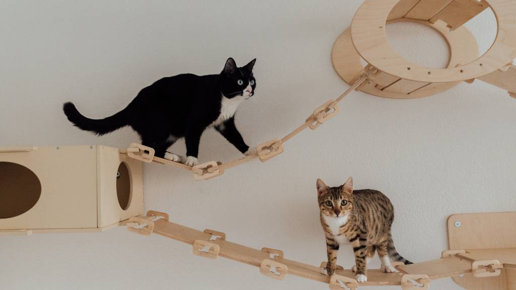 Cat party ideas