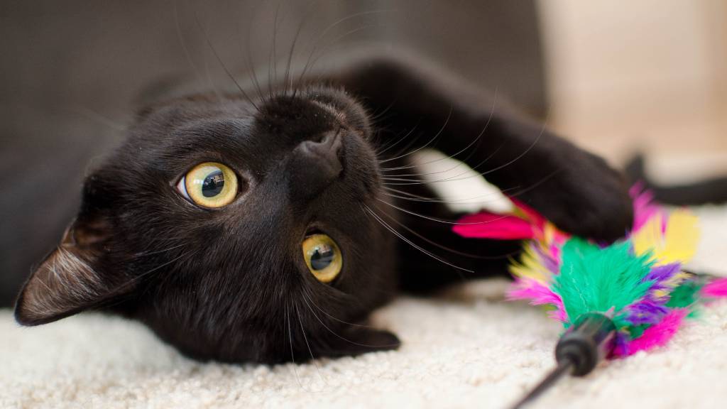 Feline birthday guide