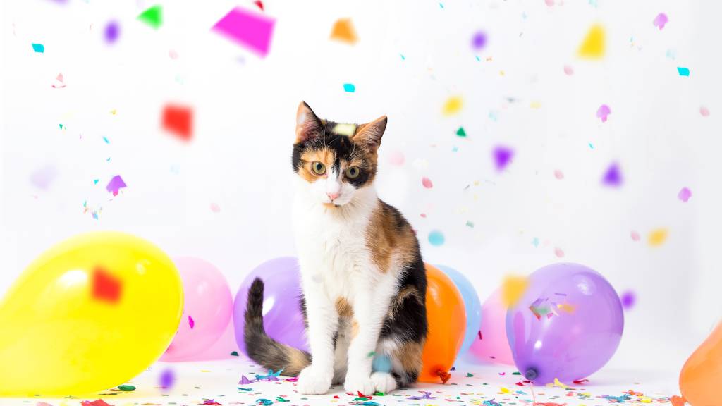 Kitty birthday plans