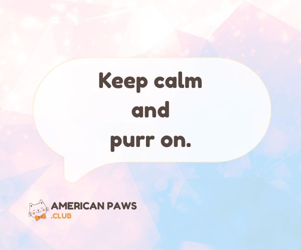 Meme-Worthy Cat Sayings