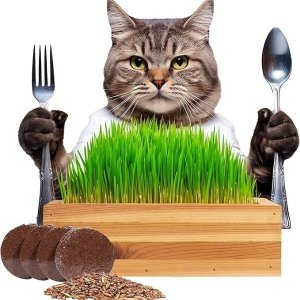 Organic Grass Growing Kit