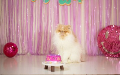 10+ Fun Cat Birthday Ideas Your Kitty Will Love